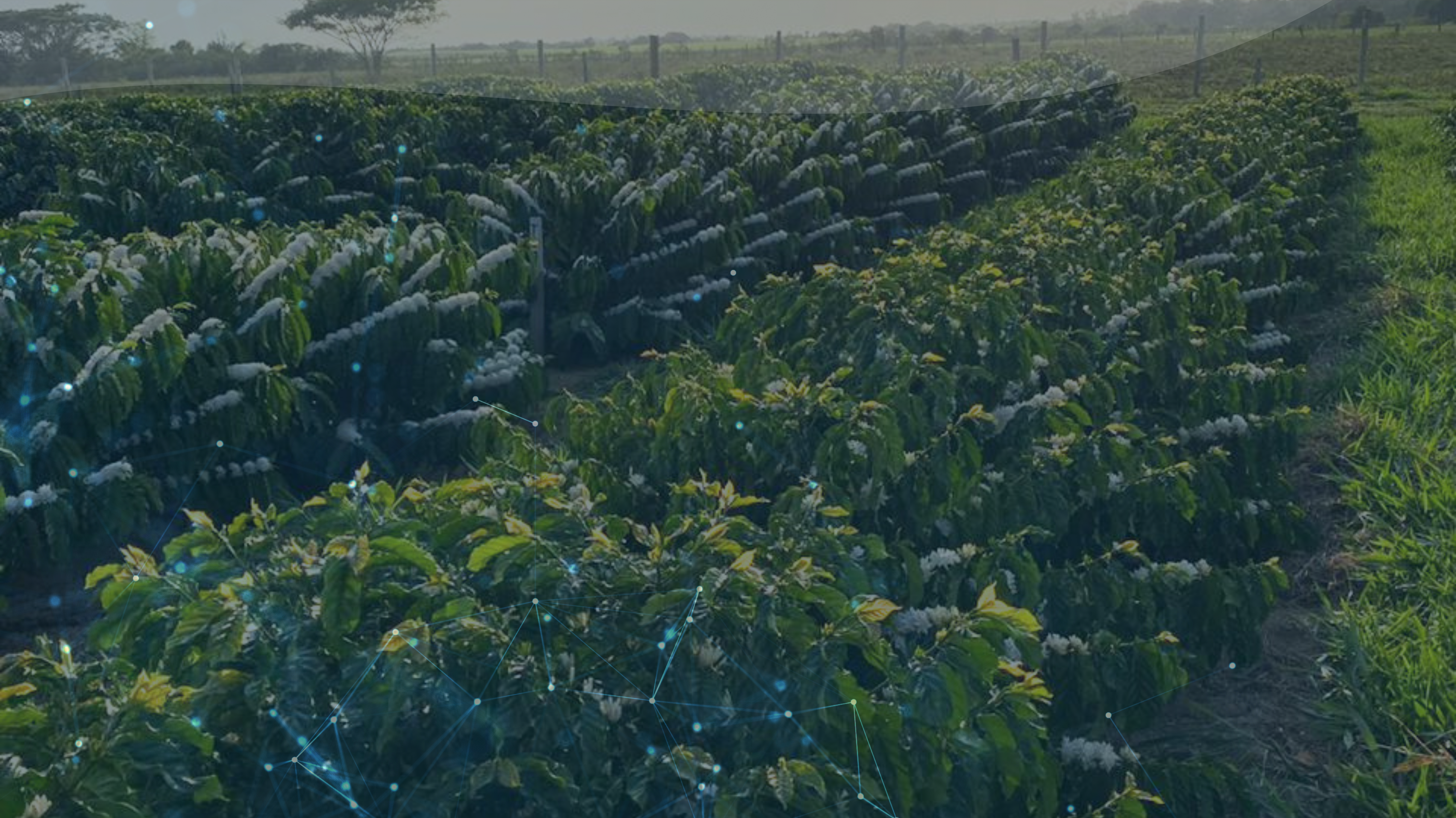 Imagem de plantação de café