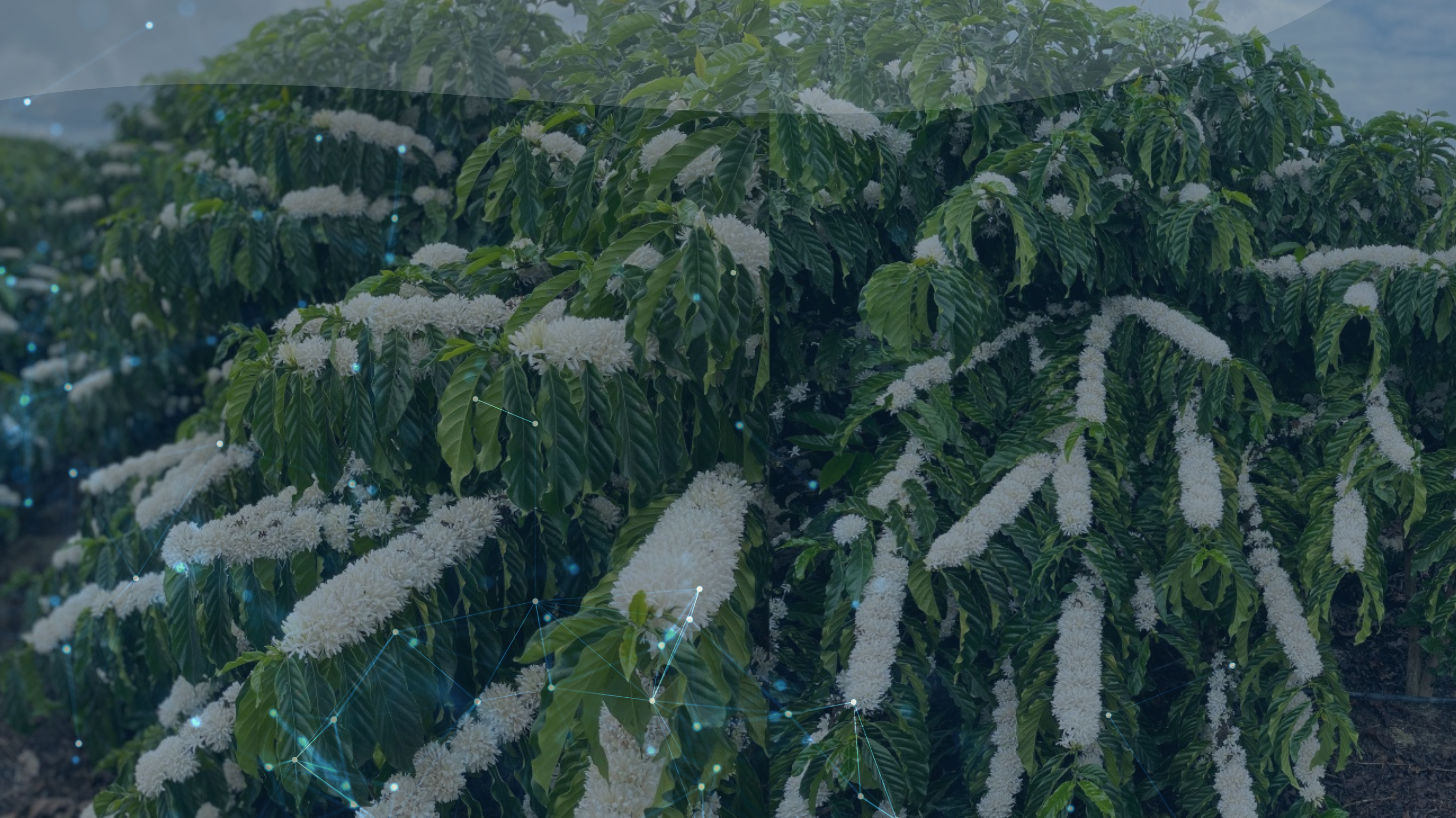 Imagem de plantação de café