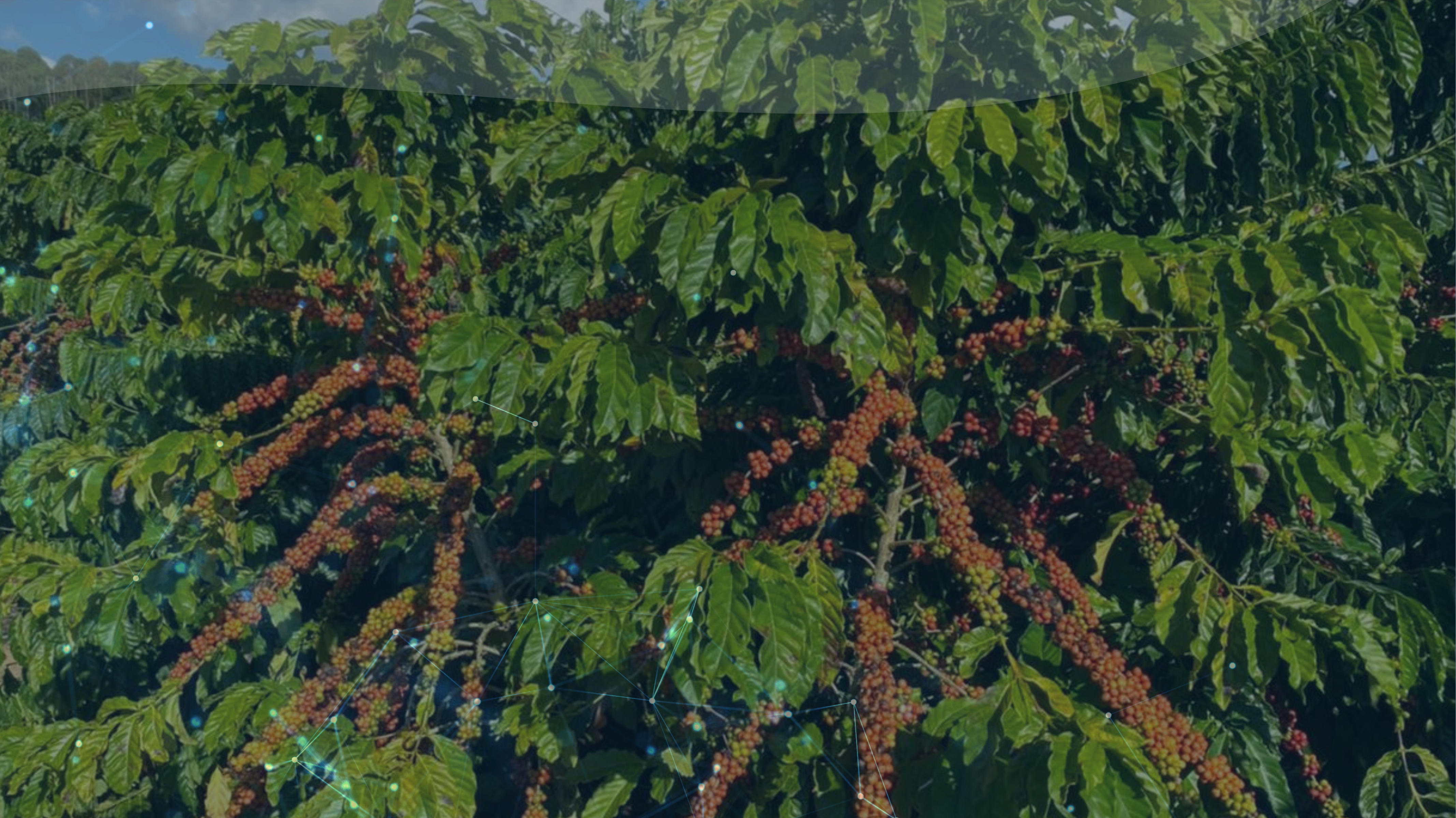 Imagem de plantação de café